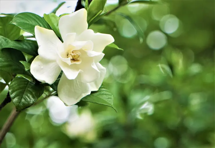 comment prendre soin d'un gardénia arbuste resistant au froid fleuri parfumé 