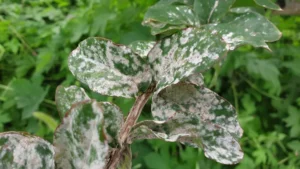 comment prévenir oidium du lilas des indes le traiter quel traitement naturel