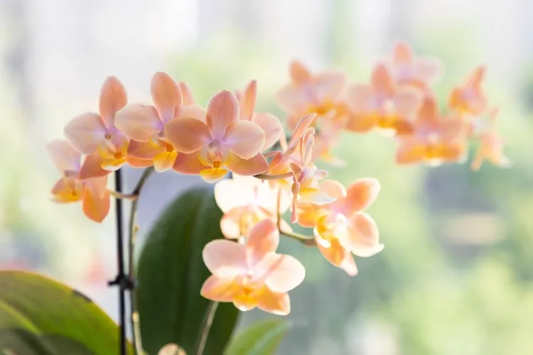 comment savoir si l'orchidée a soif