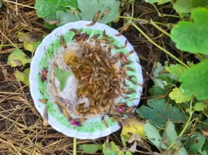 comment se débarrasser des limaces
