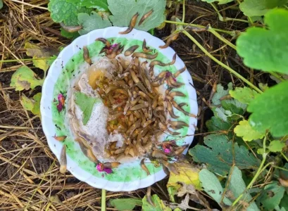 comment se débarrasser des limaces