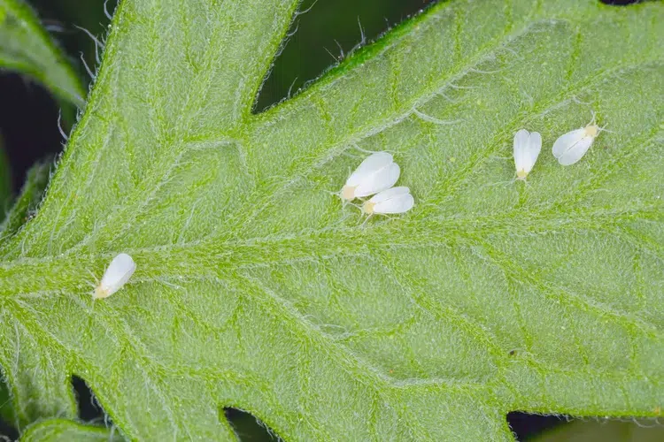 comment se débarrasser des mouches blanches sur les plantes
