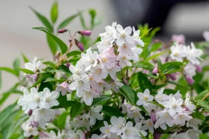 comment tailler deutzia recommander élagage après floraison début milieu été