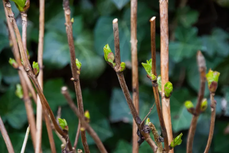 comment tailler un hortensia au printemps mars pour le rebooster après l'hiver