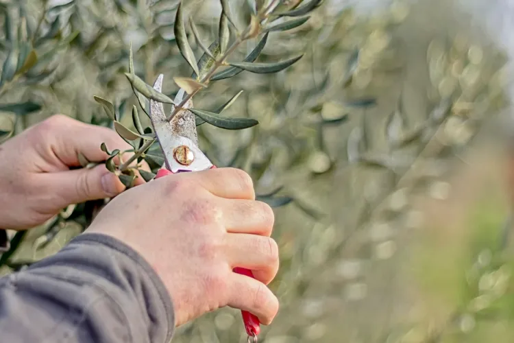 comment tailler un olivier en pot moment idéal tailler arrêt végétatif février avril