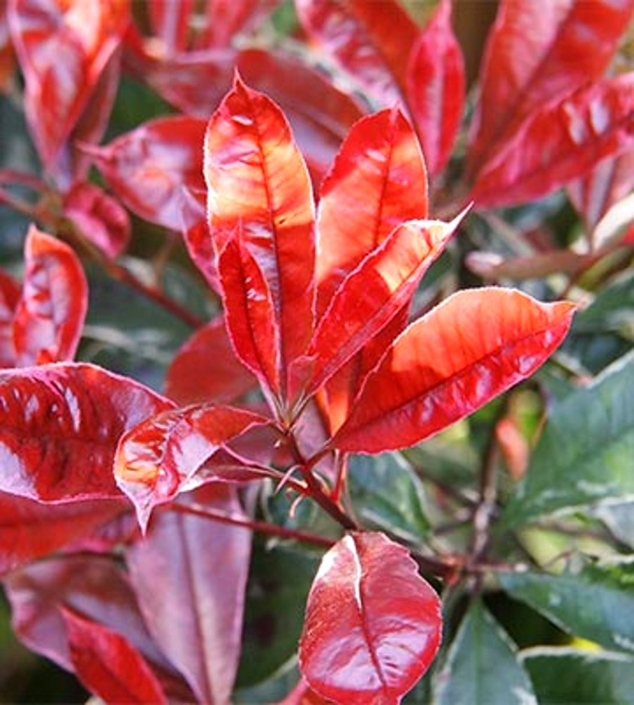 comment traiter les maladies du photinia