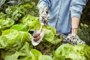 comment utiliser de la cendre contre les limaces escargots potager salades barriere naturelle anti limace remède grand mère