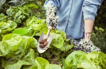 comment utiliser de la cendre contre les limaces escargots potager salades barriere naturelle anti limace remède grand mère