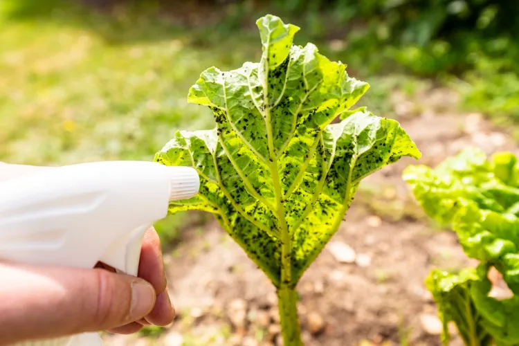 comment utiliser huile essentielle ail jardin répulsif insecticide traitement contre pucerons