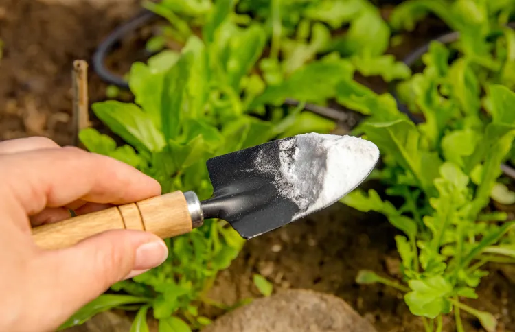 comment utiliser l amidon au jardin bienfaits de la fécule de mais plantes potager