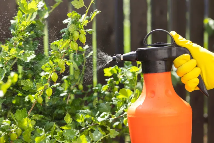comment utiliser l huile essentielle d ail au jardin répulsif insecticide traitement prévention