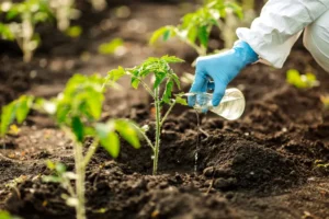 comment utiliser levure pour les tomates