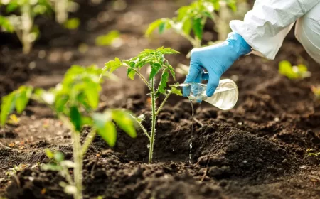 comment utiliser levure pour les tomates