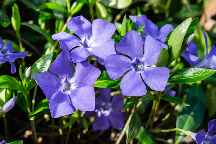 couvre sol persistant sans entretien anti mauvaises herbes la pervenche fleurs bleues 