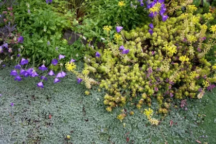 couvre sol rampant persistant à croissance rapide jardin entretien facile jeanne mcright shutterstock