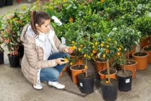 cultiver le citronnier comme bonsai arrosage jeune arbre graines