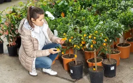 cultiver le citronnier comme bonsai arrosage jeune arbre graines