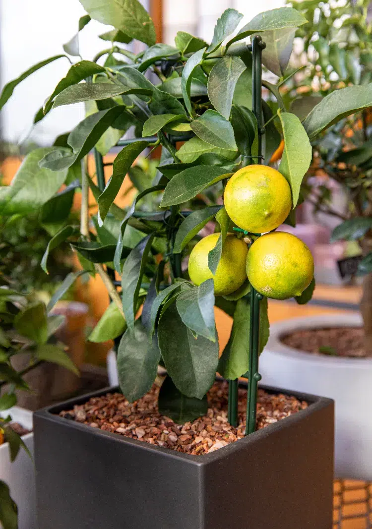 cultiver le citronnier comme bonsai arrosage jeune arbre taille