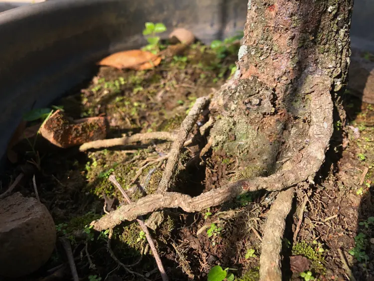 différence entre mousse et lichen arbres fruitiers comment enlever stopper supprimer se débarrasser naturellement 