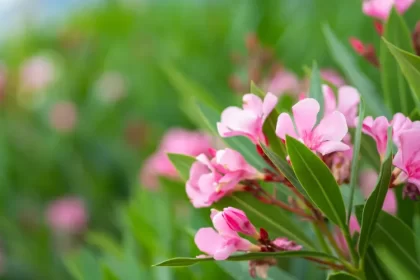 en combien de temps pousse un laurier rose