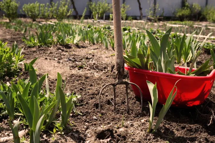engrais naturel iris quand planter diviser jardin 