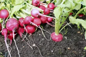 engrais pour les radis fumier poule infusion levure