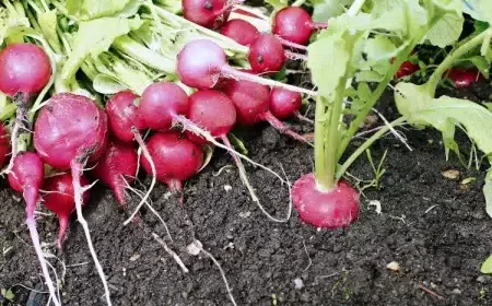 engrais pour les radis fumier poule infusion levure