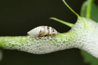 enlever la mousse sur les rosiers comment que faire quel insecte blanche realityimages shutterstock