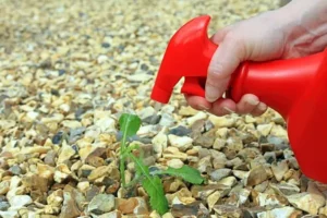 enlever mauvaises herbes cailloux