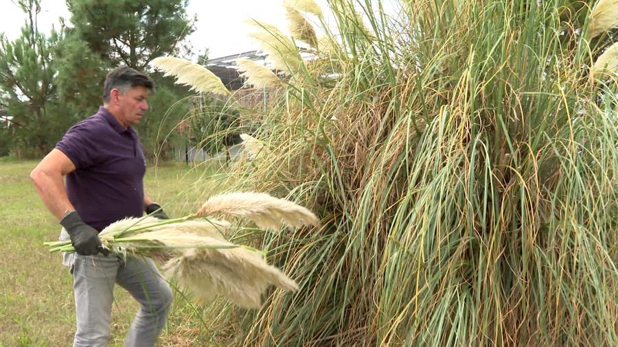 erreurs à éviter avec l'herbe de la Pampa