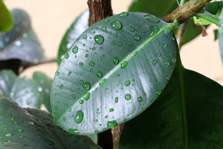 est ce que sortir ses plantes quand il pleut laisser sous pluie méthode bénéfique