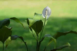 est il possible de mettre un spathiphyllum dehors