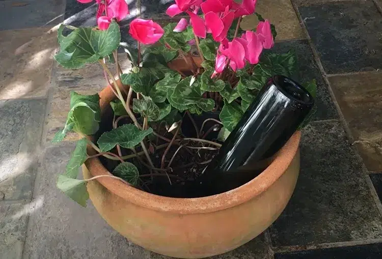 fabriquer un système goutte à goutte diy plantes jardin avec bouteille de vin bouchon de liège