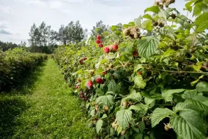 fabriquer un tuteur pour framboisier palissage activité utile effectuer maîtrise éviter blesser perturber végétation