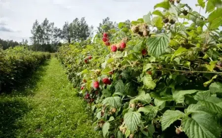 fabriquer un tuteur pour framboisier palissage activité utile effectuer maîtrise éviter blesser perturber végétation