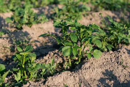 faire des sillons au potager pommes de terre graines légumes