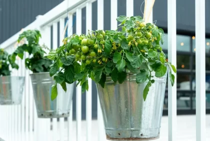 faire un jardin en seaux raisons manque espace sol infertile éviter ravageurs commodité