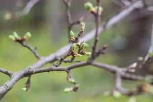 faut il tailler les bourgeons floraux précoces arbres arbustes taille printemps