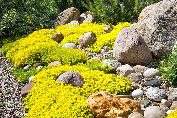 fleurs jaunes pour rocaille