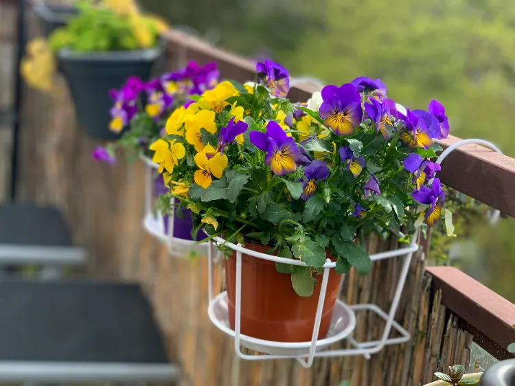 fleurs pour jardiniere de printemps suspendu bidens fuchsia pensées et violas