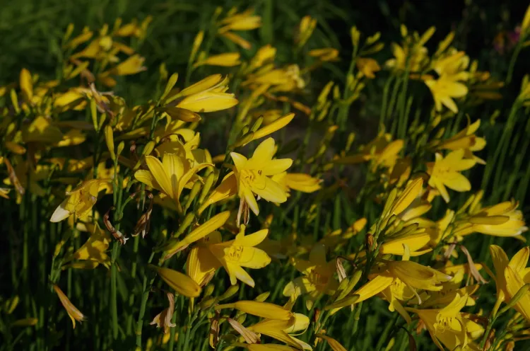 hemerocallis citrina arbuste à fleurs jaunes qui fleurit deux fois par an