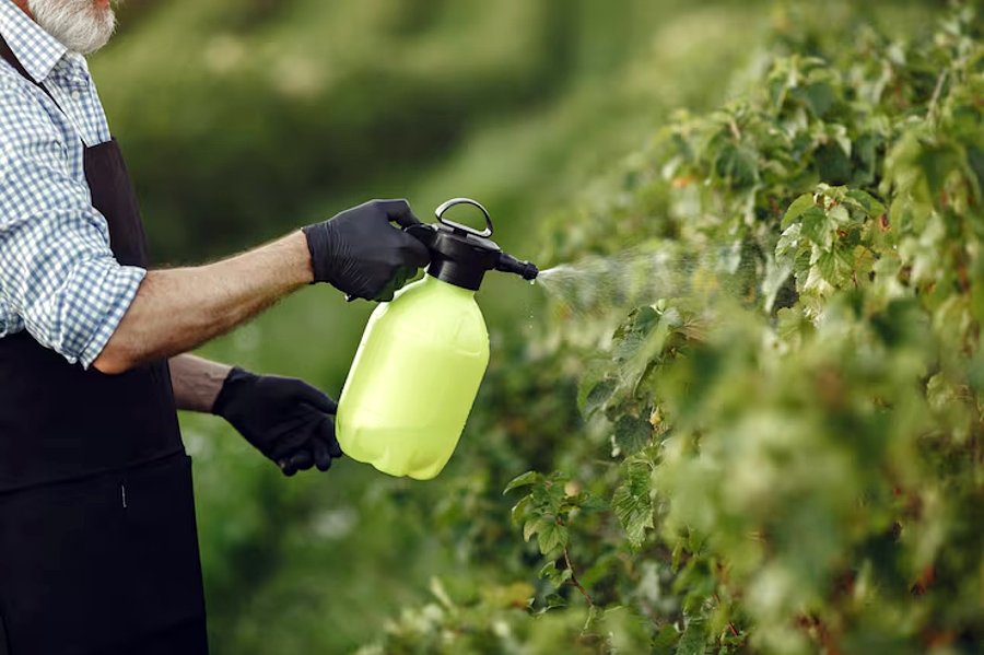 herbicides contre la clématite