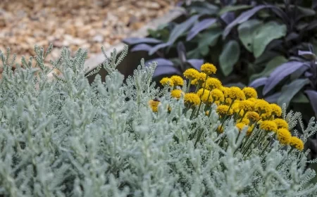 immortelle santoline plantes résistantes secheresse chaleur jardin méditerannen allées bordures graviers
