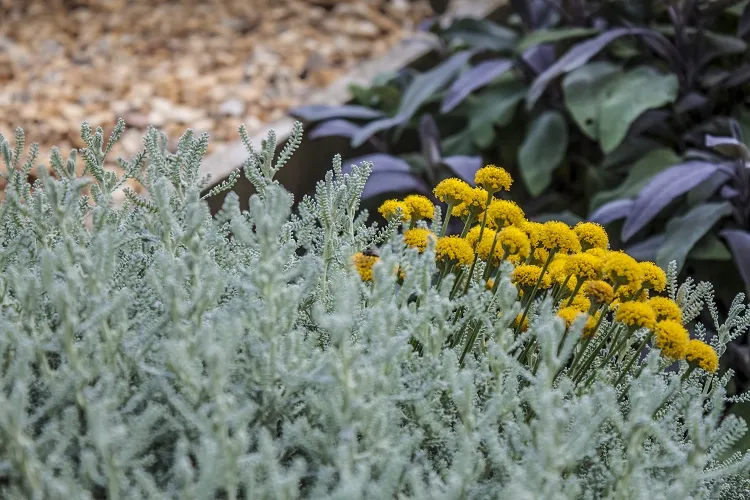 immortelle santoline plantes résistantes secheresse chaleur jardin méditerannen allées bordures graviers
