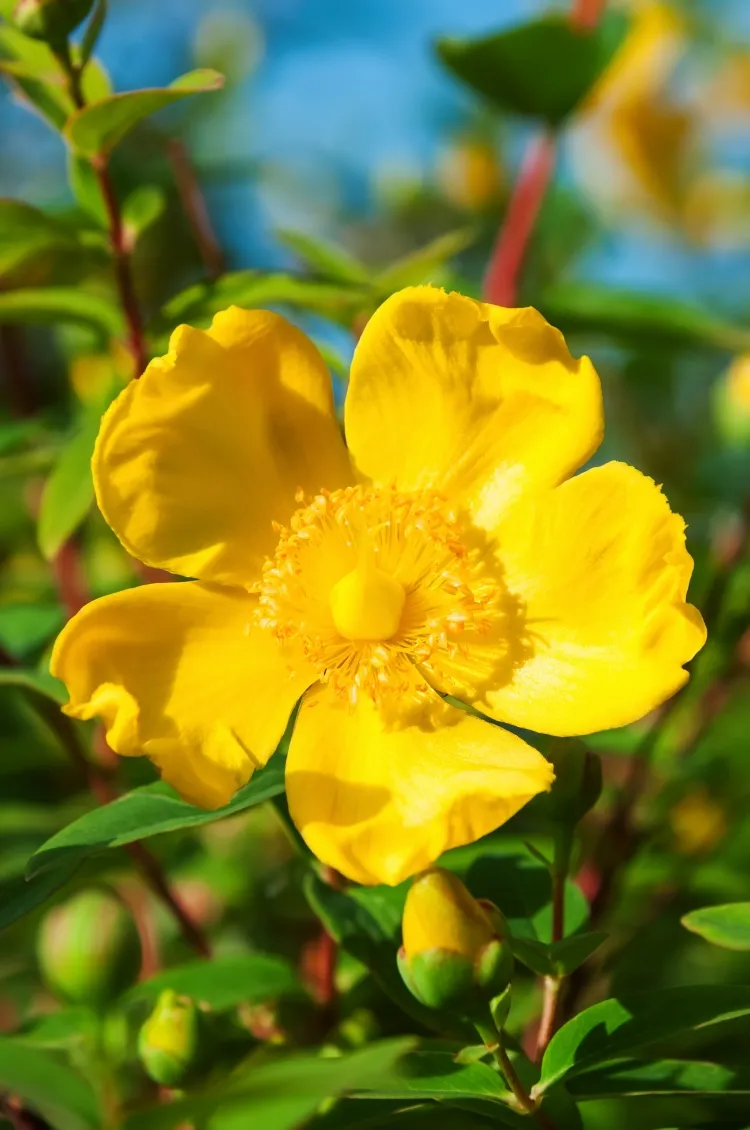 inconvénients de la cueillette des plantes sauvages potentille luisante fleur pétioles jaunes égaie haute altitude