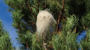 infestation de chenilles processionnaires sur un pin