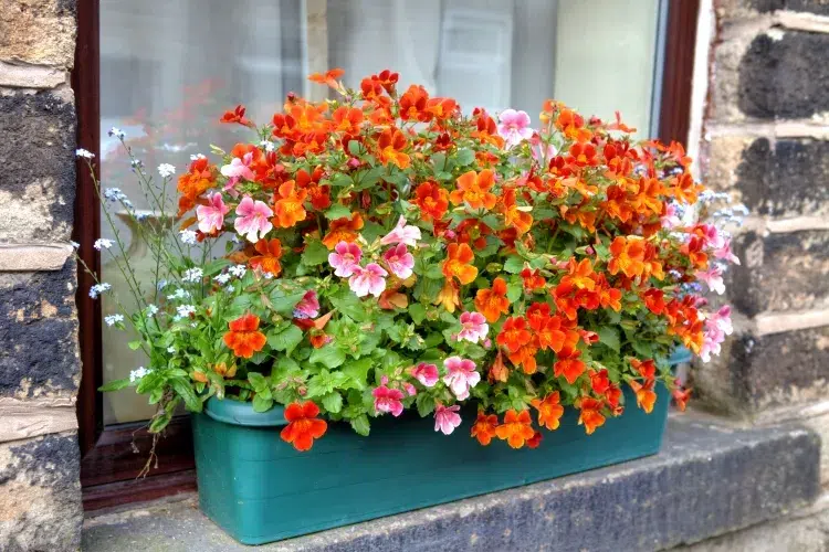 jardinière rebord de fenêtre façon peu encombrante cultiver plantes côté esthétique sécuriser