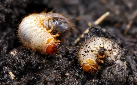 larves de hanneton dans les pots de fleurs pelouse chou insectes cetoine