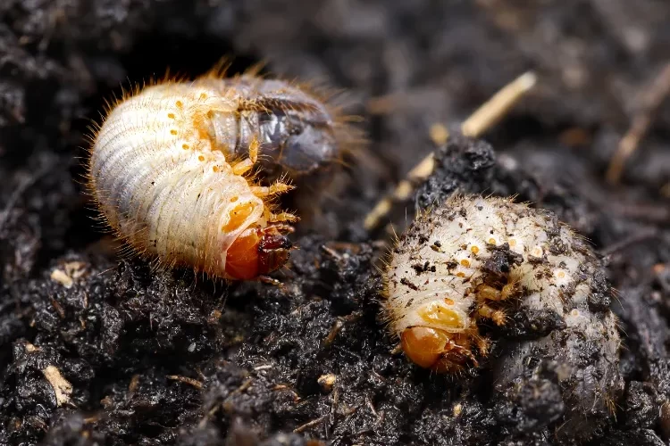 larves de hanneton dans les pots de fleurs pelouse chou insectes cetoine