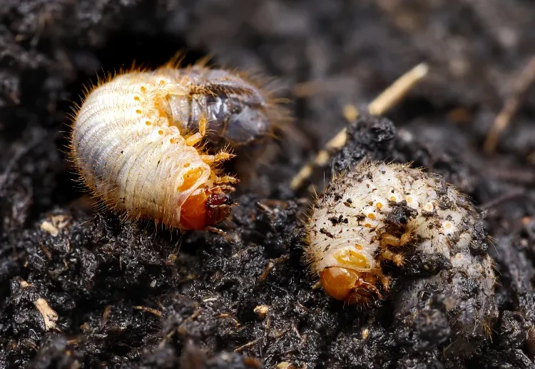 larves de hanneton dans les pots de fleurs pelouse chou insectes cetoine